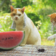 Image for article titled Cats Are the Cutest Guides to Japan